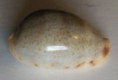 /products/cypraea-xanthodon-sowerby-18322/